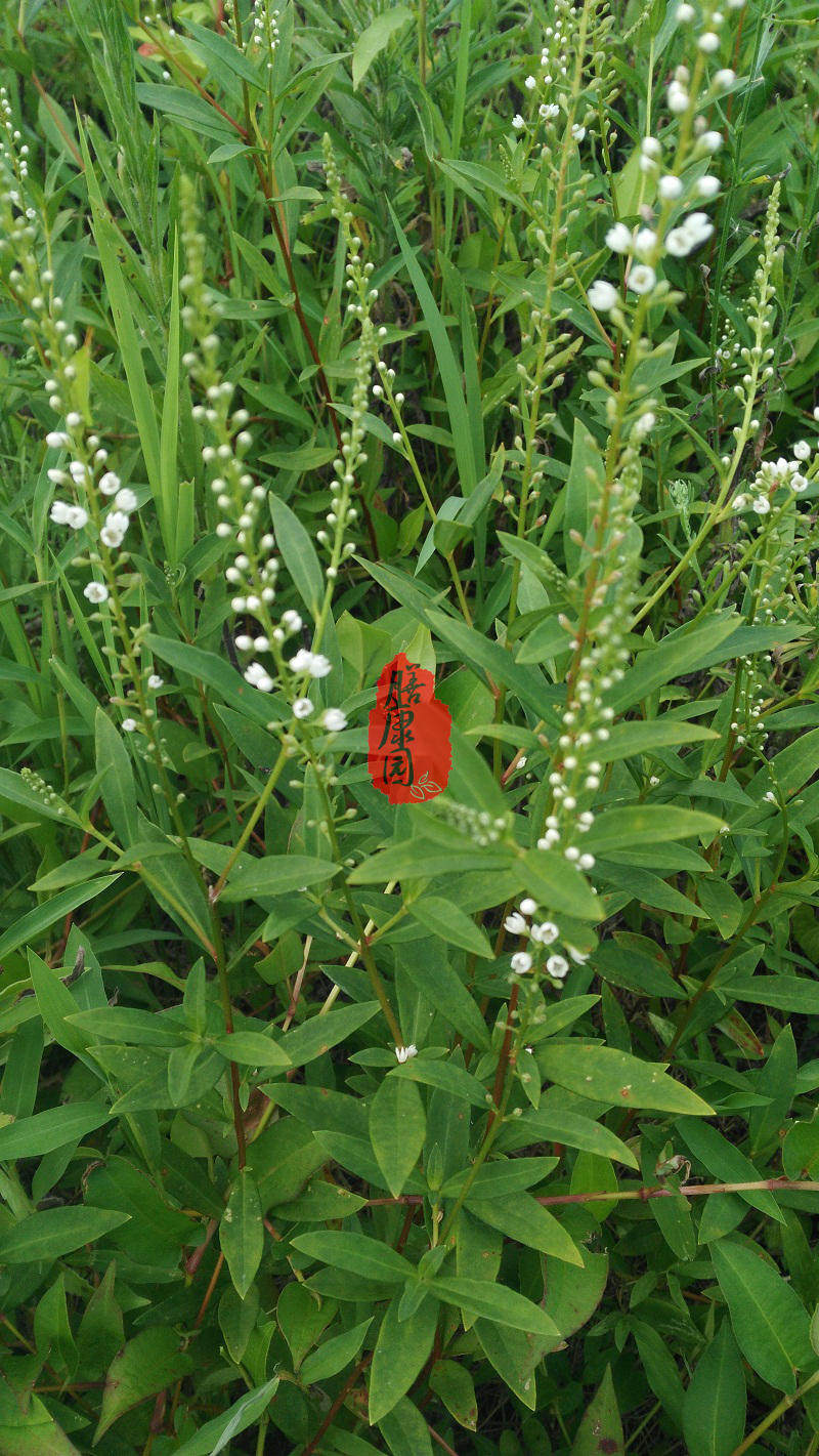 天门山野生鲜星宿菜 大田基黄干泥鳅菜红根草金鸡脚500克邮假辣蓼