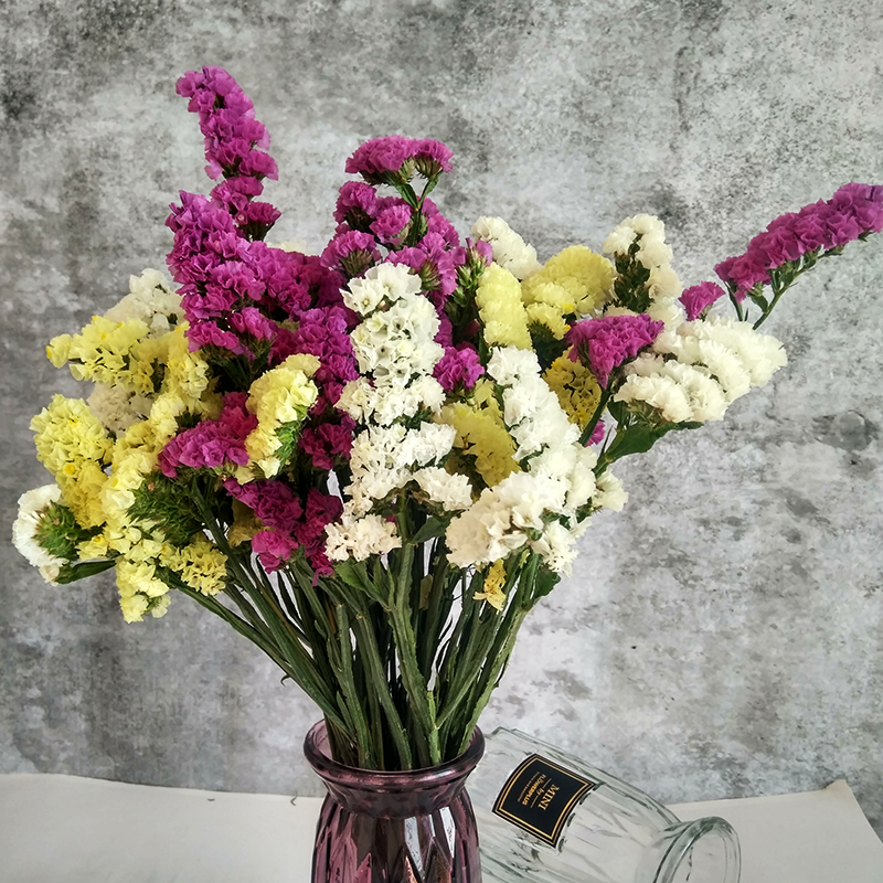 yunnan natural air-dried real flowers forget-me-not dried flower bouquets large dried flowers decorative ornaments home furnishings living room diy