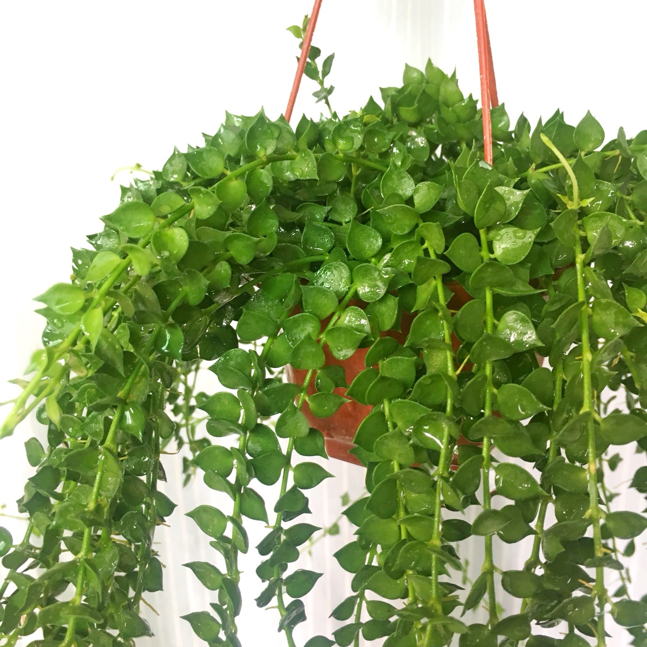 百万心室内吊篮花卉植物盆栽吊金钱垂挂小多肉绿植防辐射趣味藤蔓