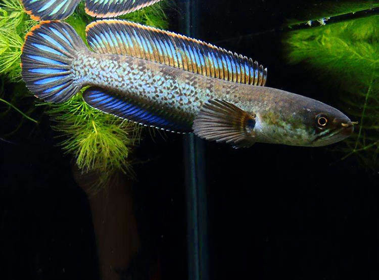 幻彩蓝宝石雷龙价格