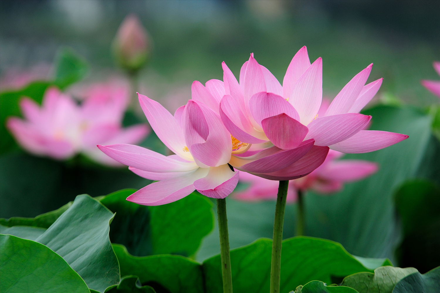 莲花甚是唯美,放一朵在家可好