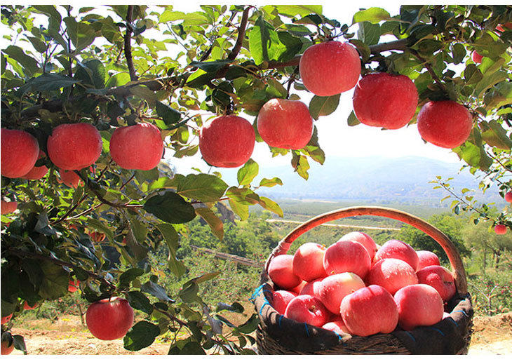 陕西长武天然有机无公害苹果高原红红富士苹果10斤装包邮_8折现价68.