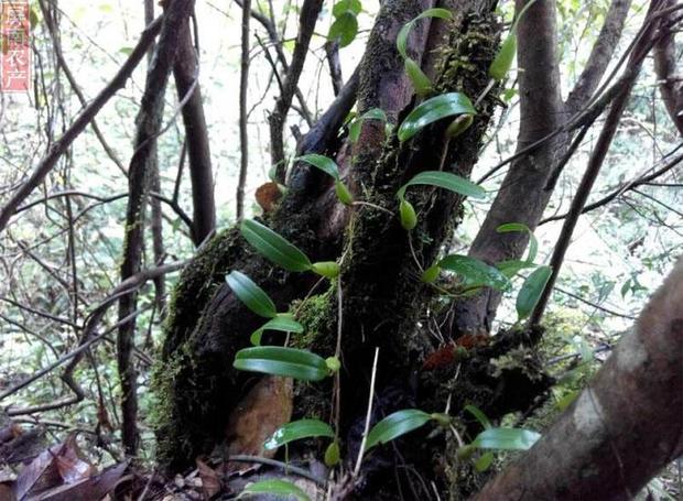 野生双叶单叶石橄榄 石仙桃岩珠岩豆石莲 现采新鲜浮石斛生津图片