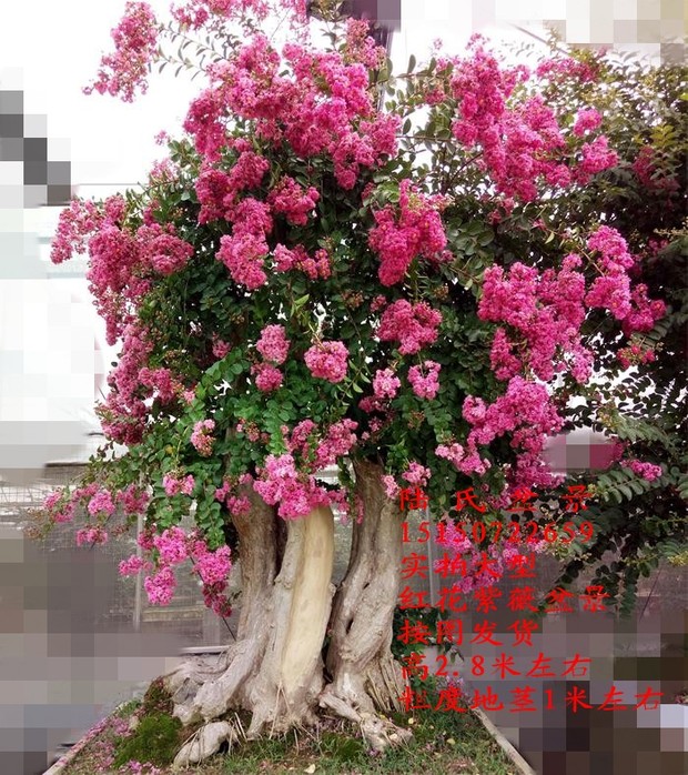 大型红花紫薇盆景古桩造型 带花紫薇盆景老桩实物 百日红紫薇包邮