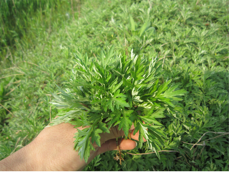 2015年新鲜蒿子做蒿子粑材料野菜蒿子农家自采绿色食品无污染