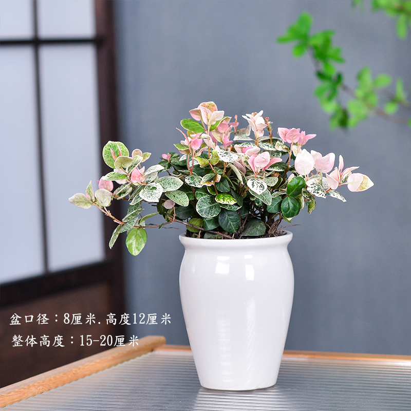 花卉 産地直送】椎名洋ラン園 シェアオーキッド｜10株寄せ | スタイル