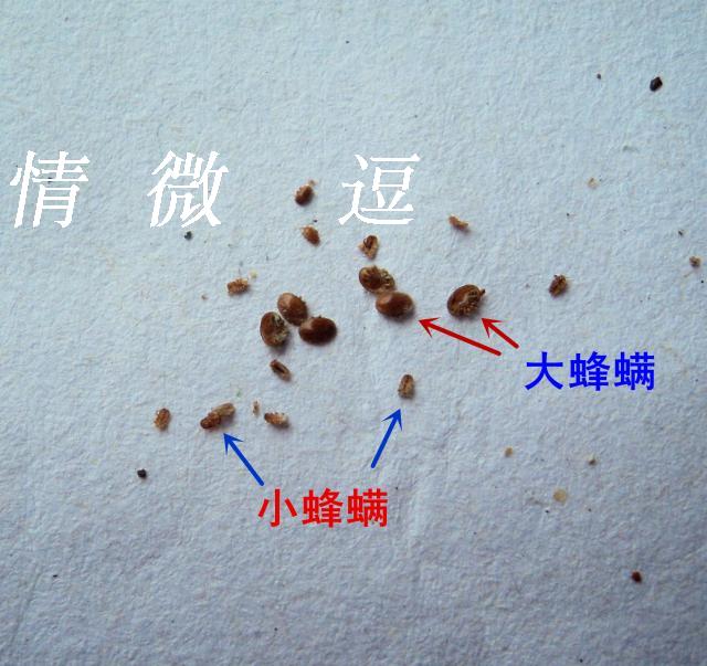 蜂螨 意蜜蜂群大小蜂螨 螨虫 加强型蜂螨药 螨扑