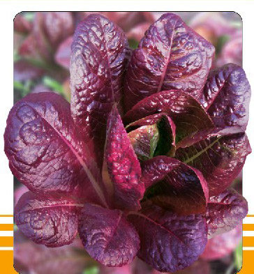 紫罗马生菜种子|紫叶生菜种子 紫叶生菜种子 特色蔬菜种子-生菜种子