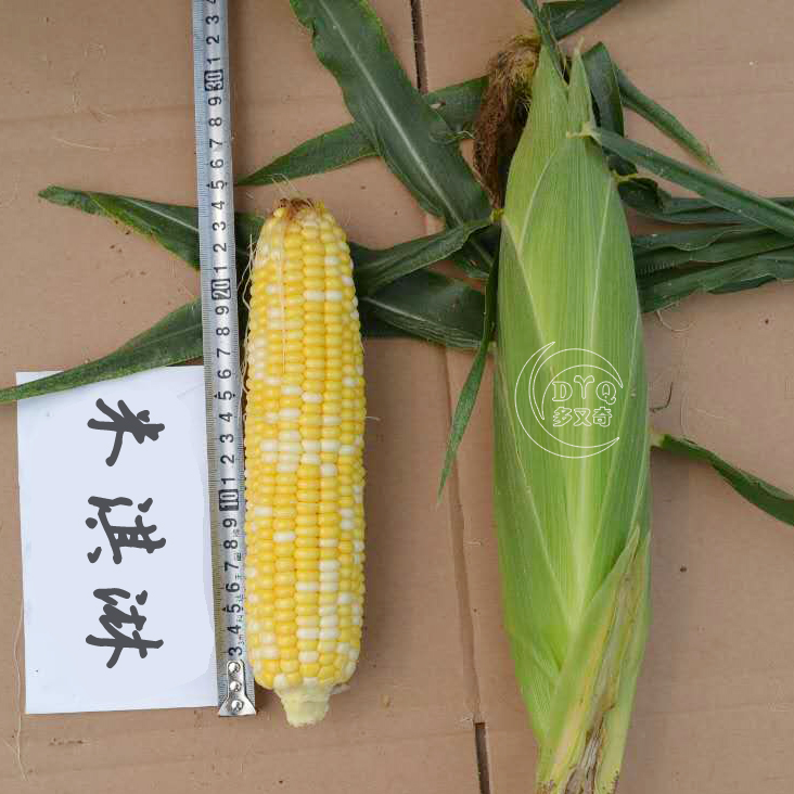 品种特性 引进双色杂交一代甜玉米新品种,早熟矮生温带类型品种