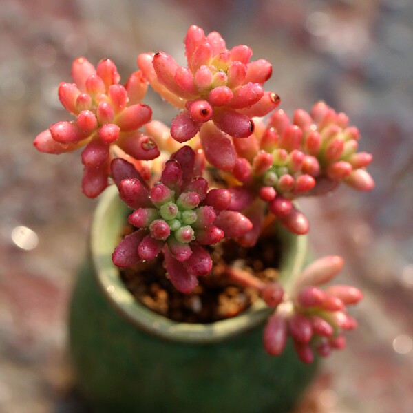 红之玉锦桩全红状态多肉植物肉肉精养办公室桌面防辐射盆栽_7折现价2.