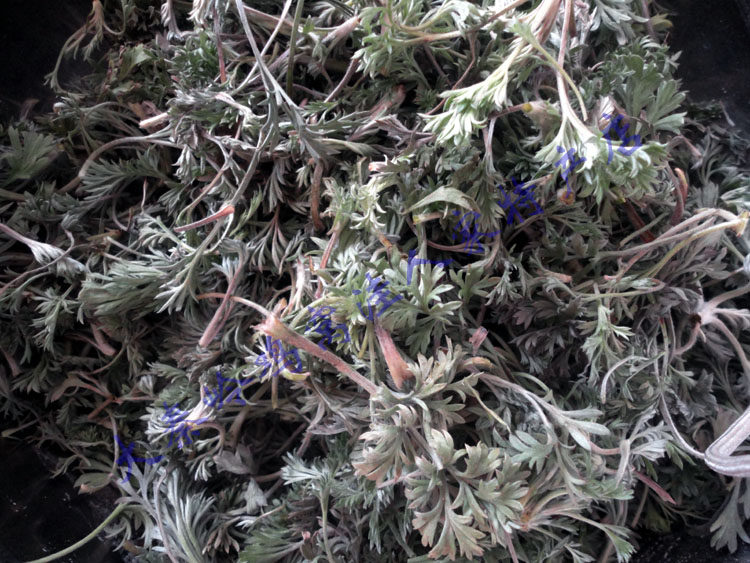 茵陈 白蒿 泡水茶 中药材 包邮 2015新货 保肝利胆 秦岭野生 商洛