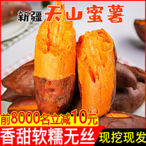 Xinjiang sweet potato fresh farm self-planted super sweet sand sweet potato 5kg now dig Honey potato sweet potato chestnut potato 10