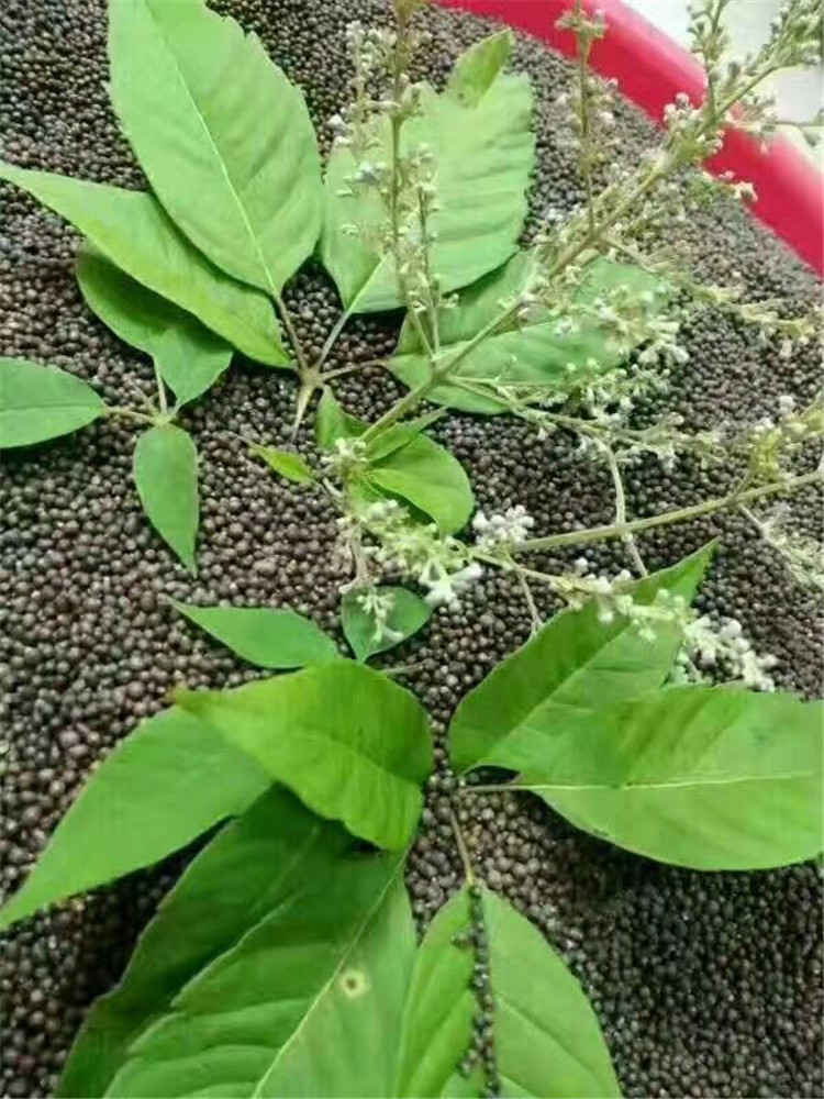 5斤布惊仁 枕头 布惊子 枕头枕芯 黄荆子 普姜籽 布惊籽