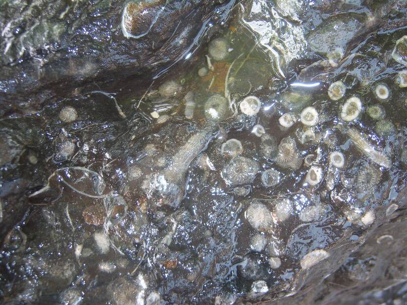 奥陶纪贵州海洋古生物化石教学标本研究美丽珊瑚海螺贝壳南京奇石