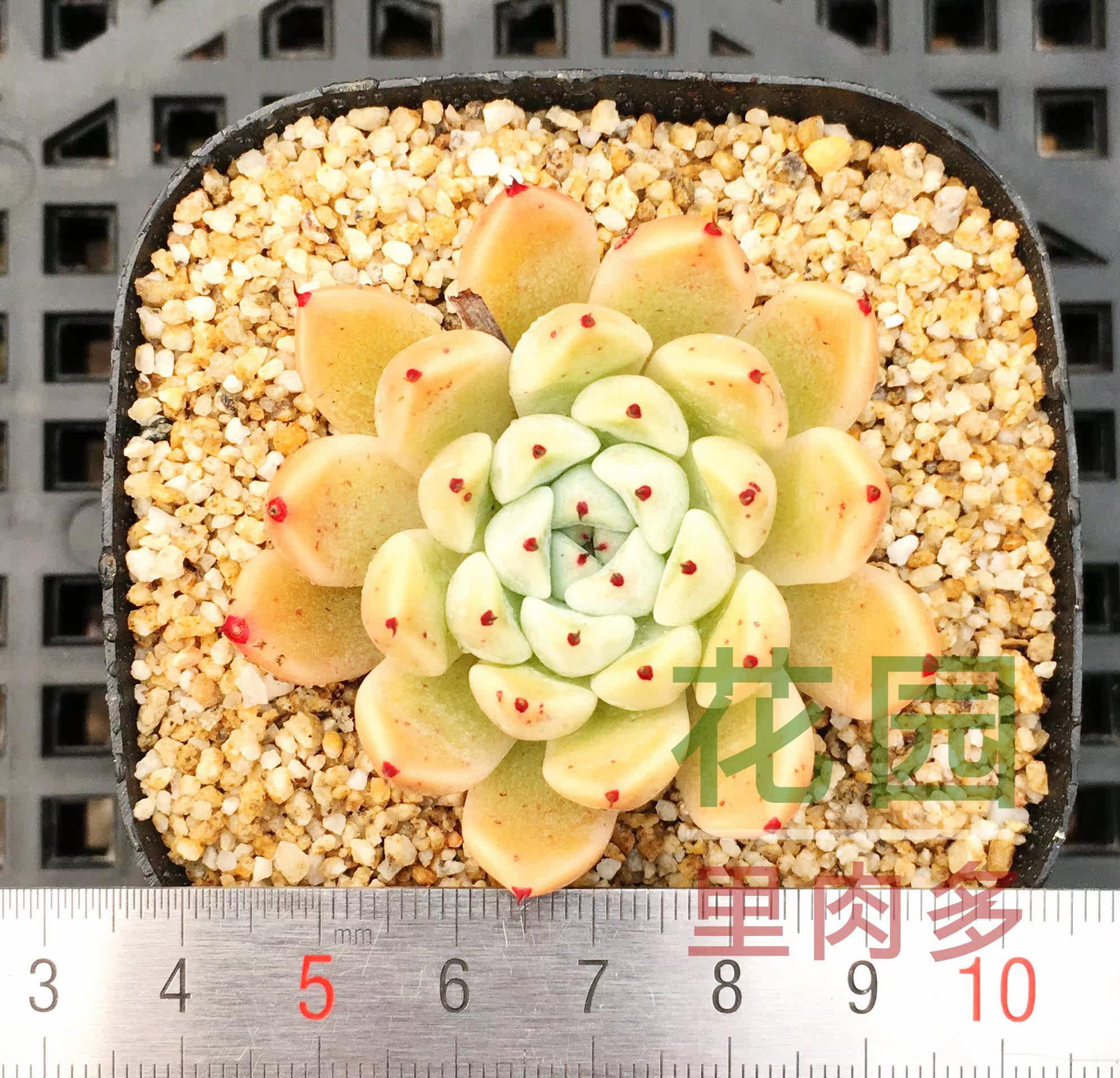 多肉植物 多肉 白鲸 单头有根 新手 办公室 肉肉 绿植 植物盆栽_7折