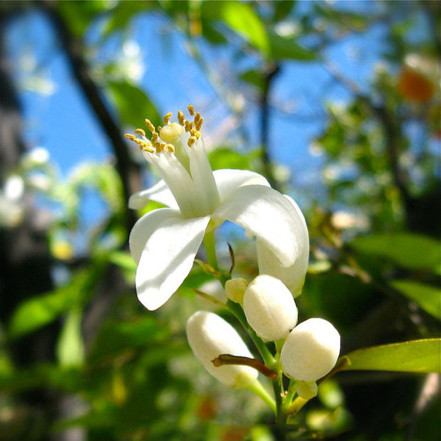 16年苦橙花纯露220ml 鲜花蒸馏 天然正品美白饱和含精油