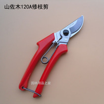Pruning branch scissors garden tools flower scissors gardening scissors pruning shears Flower Branch scissors