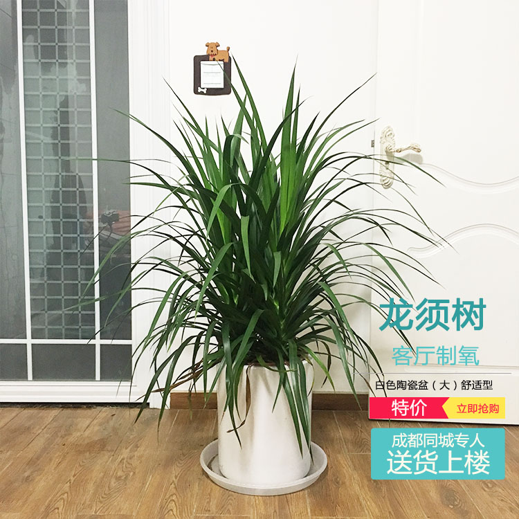 龙须树 多头龙血树 室内客厅盆栽大型植物绿植花卉吸甲醛四季常青_7折