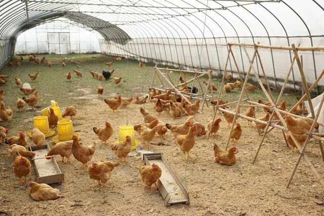 万禾农业 上海崇明 散养足年萧山鸡 1200g