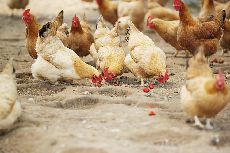 万禾农业 上海崇明 散养足年萧山鸡 1200g