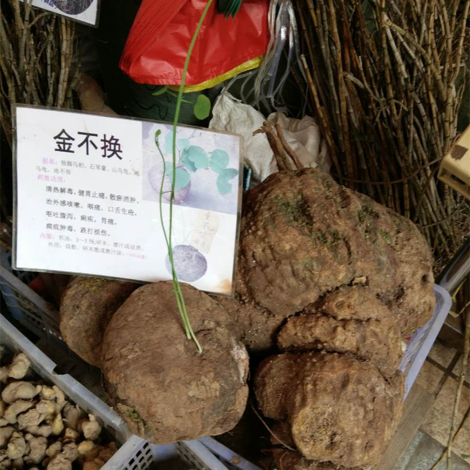 野生山乌龟金不换赏根多肉多汁盆景植物攀援花卉绿植盆栽庭院盆景