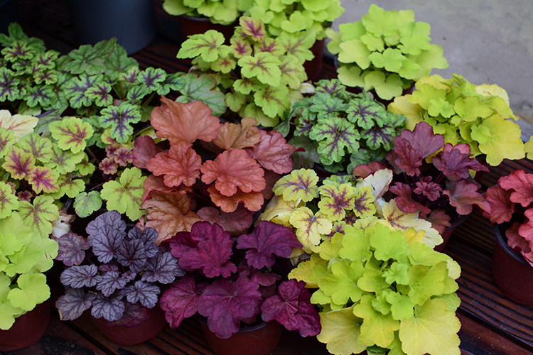矾根植物耐寒室内花卉阳台别墅庭院大苗彩色观叶花境绿植网红盆栽