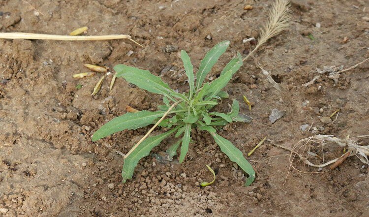 本站专享优惠劵满29元减5元 - 蒲公英茶纯新货野生天然婆婆丁新鲜整棵