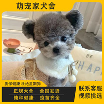 Purebred Mickey Flying Ears Gray Teddy Puppy Gray Champagne White Small Poodle Flying Ears Teddy Teacup Puppy