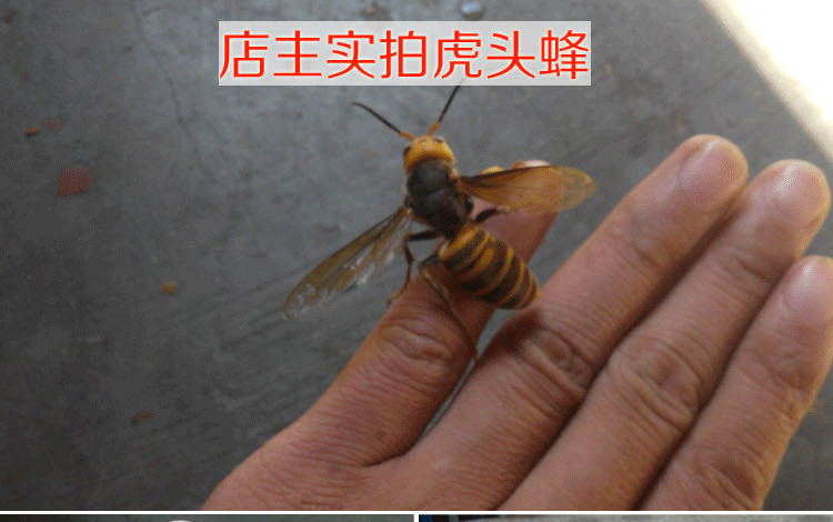 胡蜂酒野生胡蜂酒胡蜂蛹马蜂蜂酒虎头祛类风湿关节炎腰腿疼北极熊为什么养在动物园图片