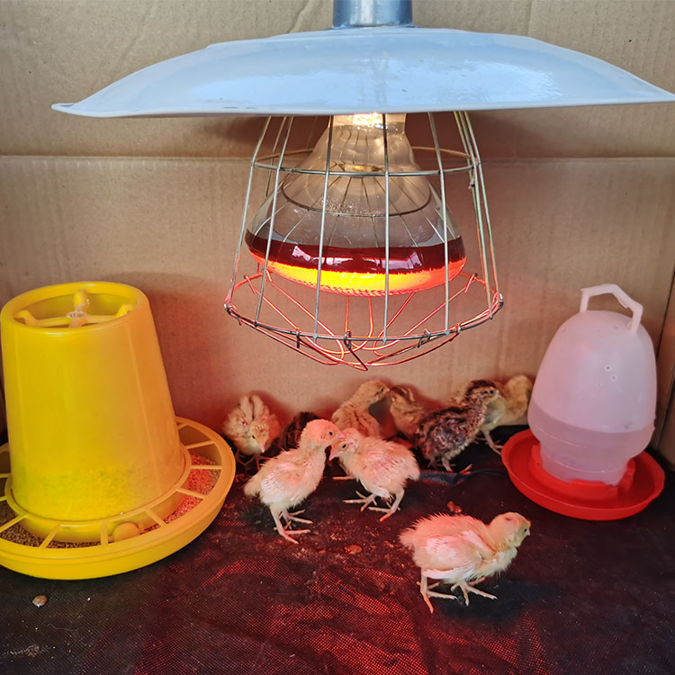 小鸡育雏鸟用防扒食盒鹌鹑芦丁鸡喂水器保温灯温控器仓鼠饮水器
