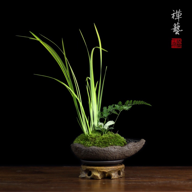 苔藓创意禅意中式日式文竹盆景菖蒲微型盆景盆栽茶桌小盆栽