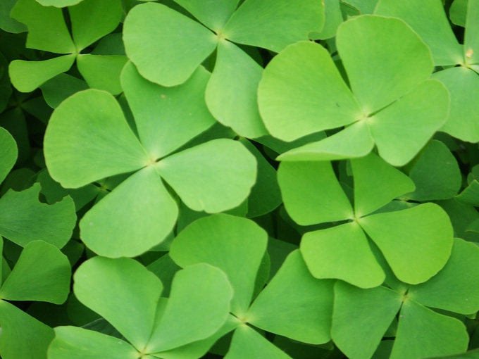 【给利伴】免费领淘宝网欧美时尚水钻四叶草手链女玫瑰金幸运手镯韩版