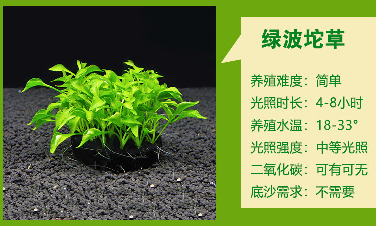 淡水鱼缸活体水草懒人造景装饰金钱榕后景阴性新手不用底沙的坨草