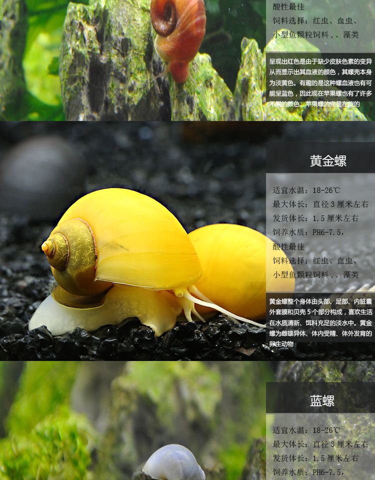 观赏螺除藻淡水宠物苹果螺黄金螺神秘螺斑马螺黑金刚杀手螺蜜蜂螺