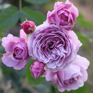 新品日月薰衣草花环-薰衣草花束大型蓝色系爬藤月季花特别推荐