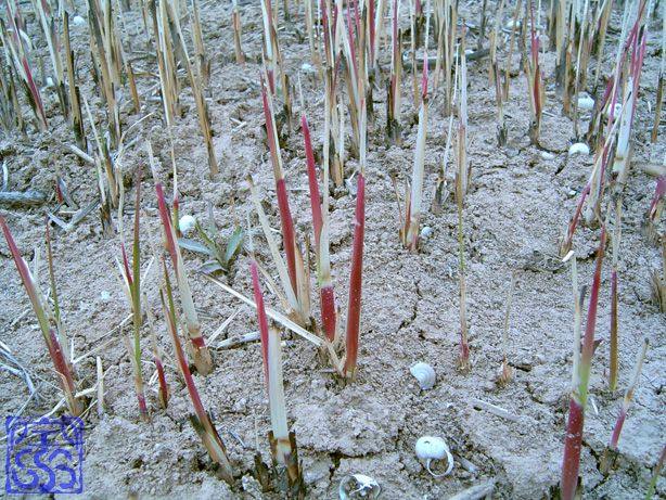 2016年火热预定新鲜茅针白茅瓤茅草花苞谷荻提谷荻拔茅瓤100g包邮