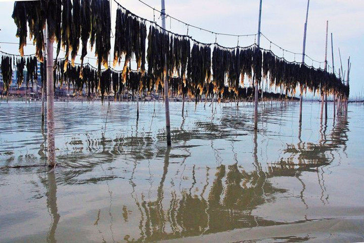 天天特价 2019霞浦干海海带干货海带丝头海鲜昆布厚年货2斤包邮