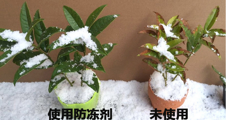 【促销】英国翠微 植物防冻液 果树防冻剂抗冻剂进口防冻国光抗秀