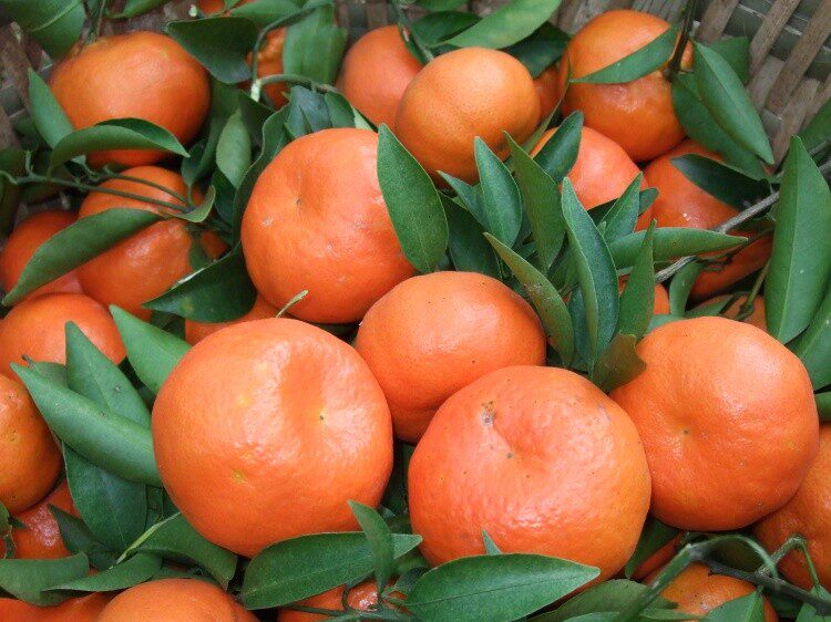 一斤包邮四川内江特产果脯蜜饯红桔饼红金橘饼红金桔干咸柑桔500g