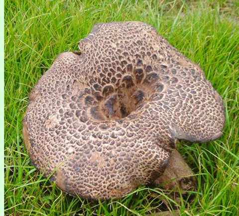 黑虎掌280.00-380.00元/kg