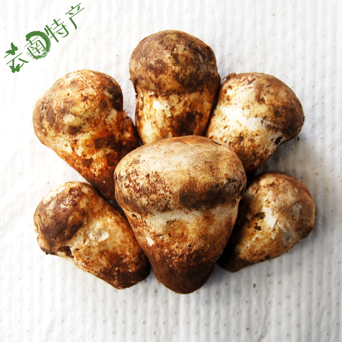 2斤包邮新鲜老人头菌云南野生菌 仙人头菌沙老包 时令美味佳肴