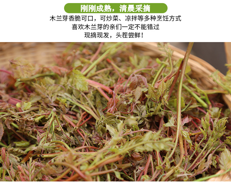 密云本地蔬菜新鲜木兰芽茉莉芽栾树叶吃馅儿露天时令山野菜1斤