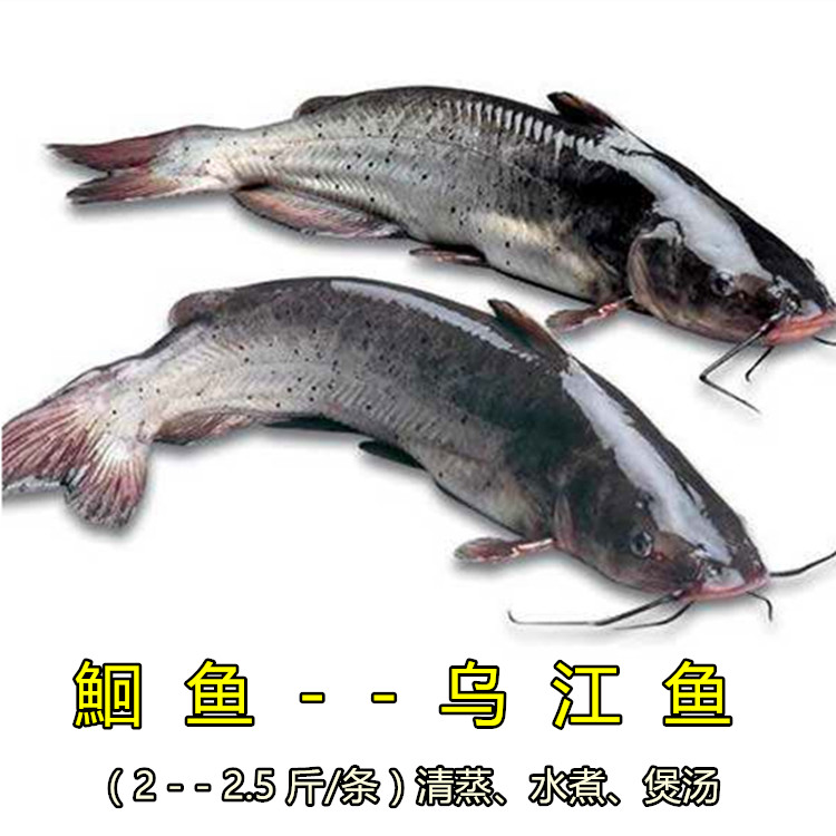 鲜活海鲜水产 淡水鱼 鮰鱼 乌江鱼(2--2.5斤/条) 现杀冷藏配送