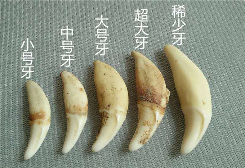 真狗牙齿狼牙吊坠开光黑狗牙项链藏獒牙本命年辟邪男士手包银牙套