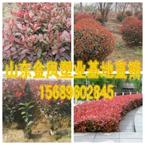 High pole heather ball red robin red leaf heather seedlings cold-resistant fence green fence color leaf greening project seedlings