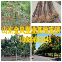 Beijing Luan Huangshan Luan tree sapling Garden street tree landscape land occupation demolition project greening seedling cold-resistant and drought-resistant