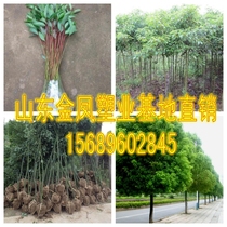 Greening seedlings camphor tree sapling garden plant flower camphor tree sapling evergreen mosquito repellent tree planting