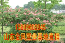 Acacia sapling acacia velvet flower sapling hibiscus flower sapling courtyard potted acacia sapling greening project seedling