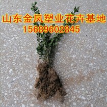 Tortoise shell holly sapling holly ball Four seasons evergreen courtyard hedge fence landscape dust-proof and cold-resistant green plants