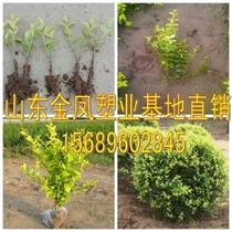 Small leaf privet seedlings Golden leaf privet seedlings Jinsen privet seedlings Yellow leaf privet ball Garden green plants
